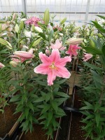 [5230 Sorbonne 2N No02.JPG]